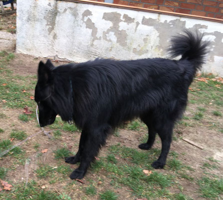 Cosima Ella von dem Schatten hinter mir 2018