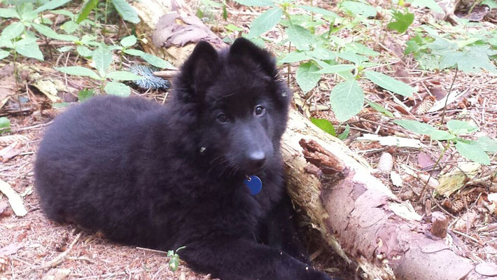 Cosmo von dem Schatten hinter mir 2017