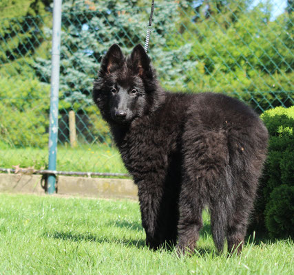 Donna Lara von dem Schatten hinter mir 2019