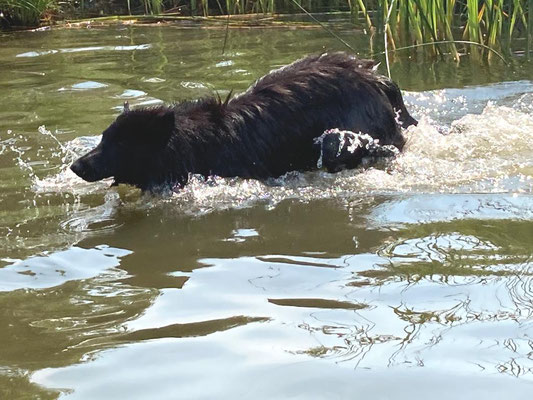 Dizzy von dem Schatten hinter mir 2020