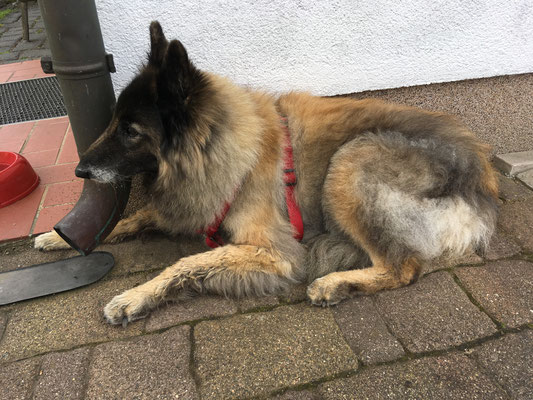 Lara auf ihrem Lieblingsplatz am Schuppen