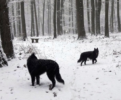 Cooper und Buddy von dem Schatten hinter mir 2018