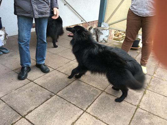 Cita Chérie von dem Schatten hinter mir 2018