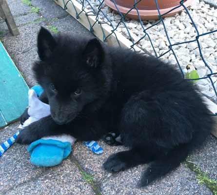 Dojan von dem Schatten hinter mir 2019