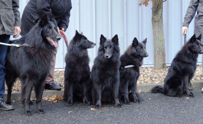 Cosmo, Aimy, Deena Maila und Donna Lara von dem Schatten hinter mir und Akira vom Schatten der mir folgt 2019 in Kassel