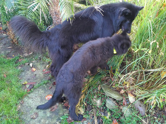 Cooper und Buddy von dem Schatten hinter mir 2017