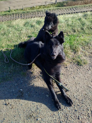 Cooper und Buddy von dem Schatten hinter mir 2018