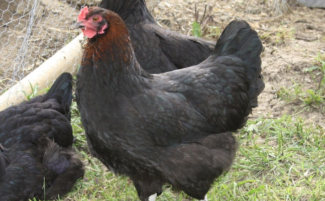 Marans Hühnerrasse ist sehr auslauffreudig
