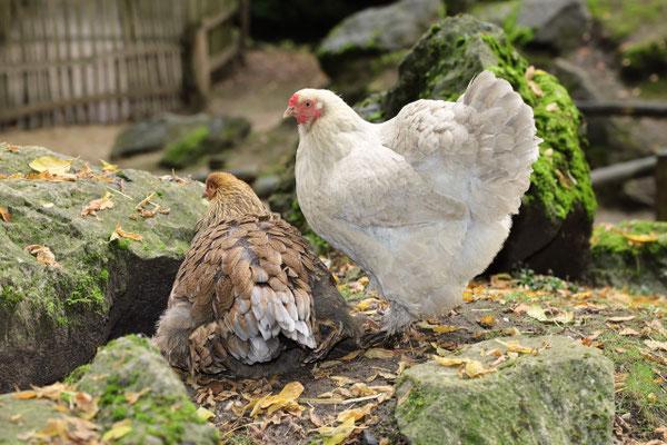 Brahma Hennen sind eine alte Hühnerrasse aus Nordamerika.