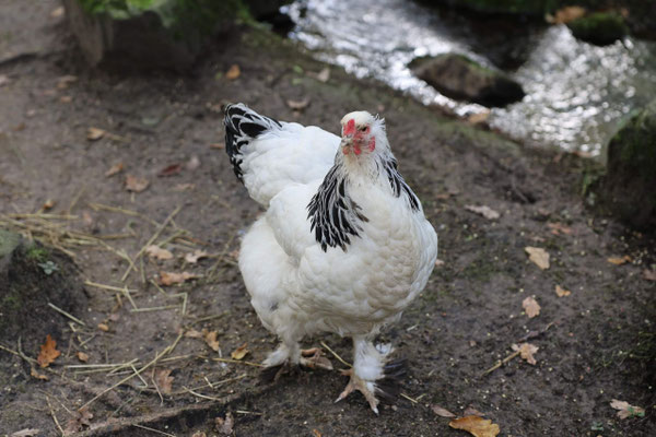 Brahma Huhn mit weißem Federkleid