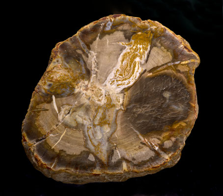 Versteinertes Holz; B: 6 cm; Fundort: unbekannt; Sammlung: Lilo Wiget