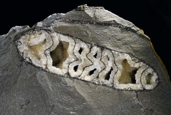 Septarie mit Ammonit, B: 12cm, Fundort: Staffelei, AG; Sammlung: Martin Nägeli