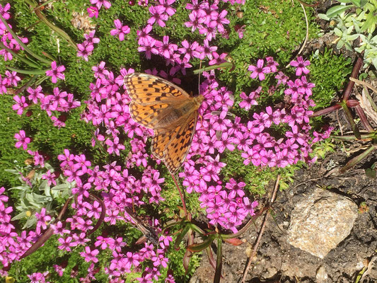 Auch schöne Alpenblumen gibt's da: ein braunfleckiger Perlmuttfalter auf Alpenmannsschild