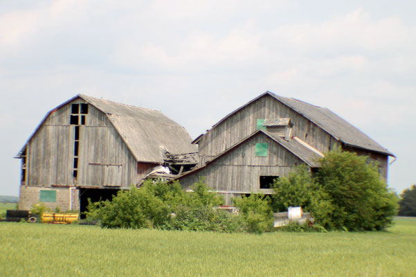 These three barns appear to hae been built around the same time.  Function must drive the three vs one large one decision.