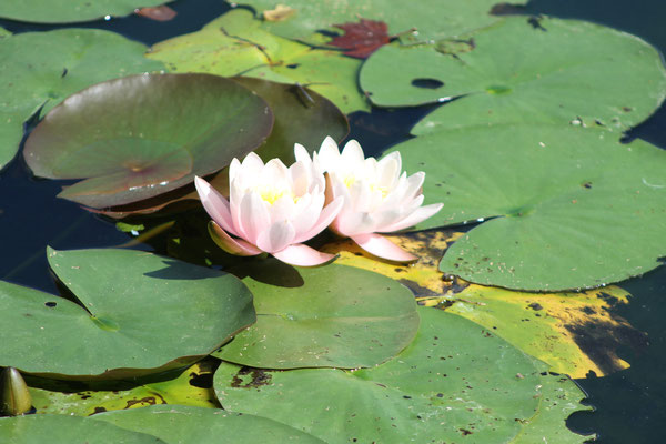 Schedel Gardens; there are over ten ponds inhabited by lilies on the water and dozens of flower types along the edges. 