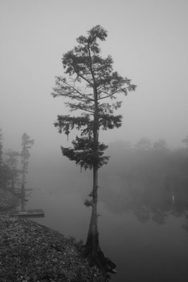 Cypress in the Mist;  #2 seller!