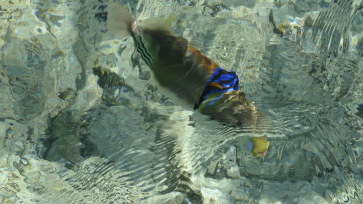 Fischi