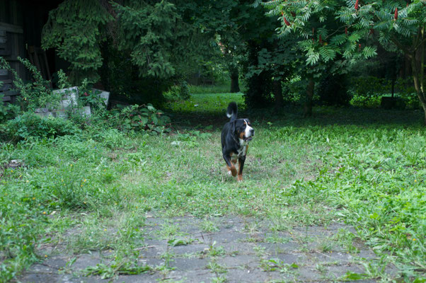 Biwo im hauseigenen Garten