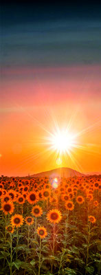 GL30 Sonnenblumen 3