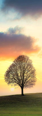 GL36 Baum im Abendrot