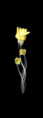 GL27 Yellow Rose Smoke