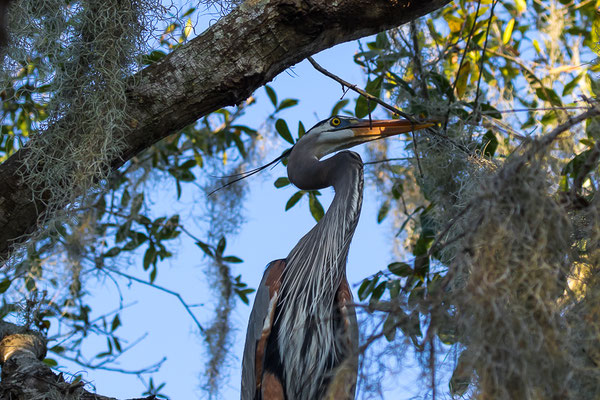 Great Blue Heron