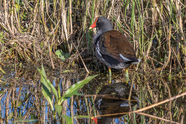 Common Gallinule = Teichralle