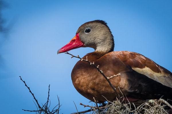 Black-bellied Whistling-Duck = Herbstpfeifgans