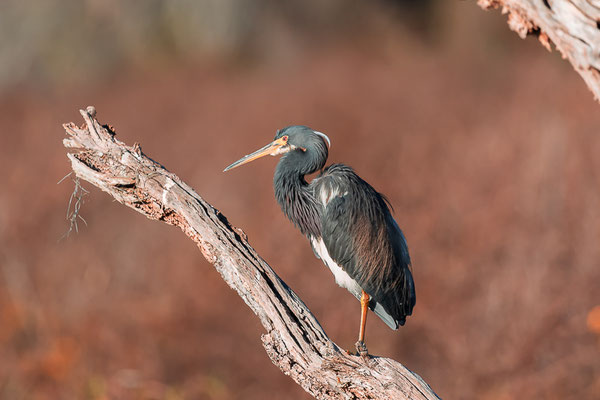 jugendlicher Tricolored Heron