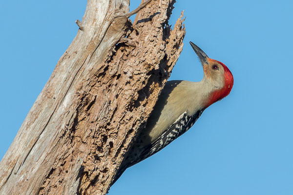 Red-bellied Woodpecker