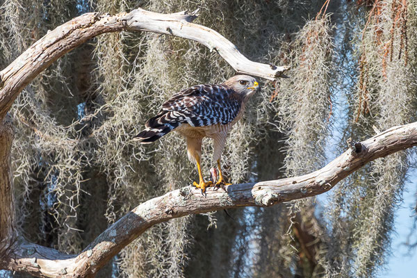 Red-shouldered Hawk