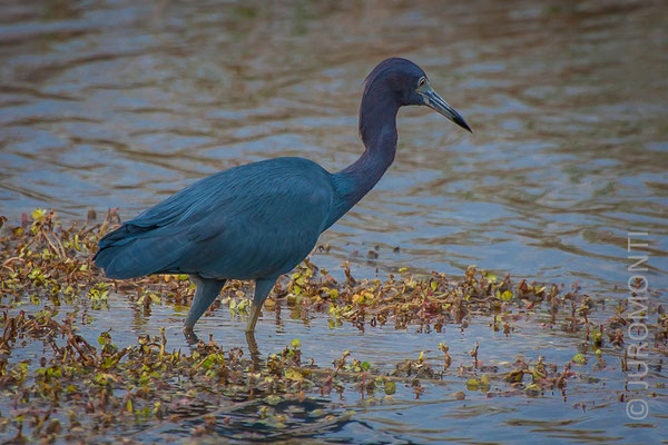 Little Blue Heron