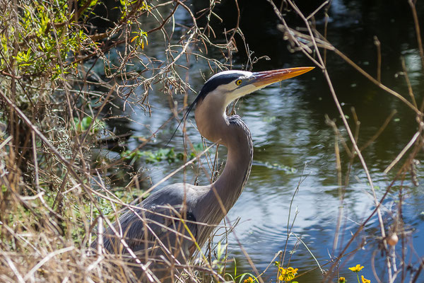 Great Blue Heron