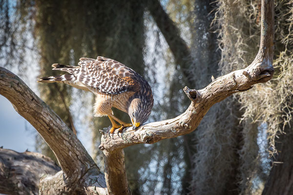 Red-shouldered Hawk