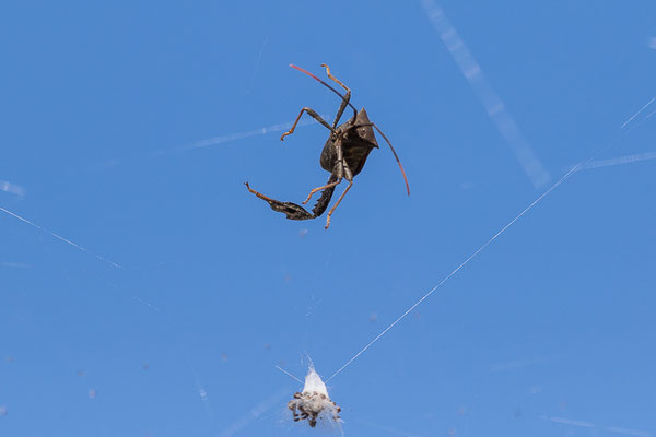 Spinnennetz mit Käfer