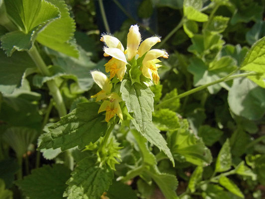 Goldnessel (Lamium galeobdolon)