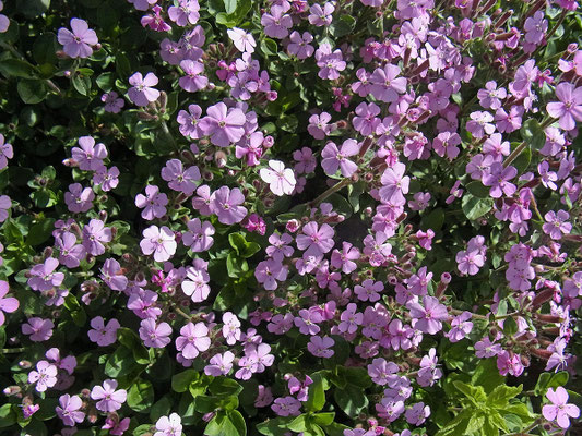 Kleines Seifenkraut (Saponaria ocymoides)