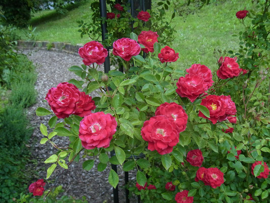 Rose Gruß an Baden-Baden