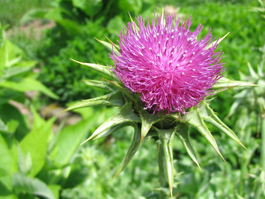 Mariendistel (Silybum marianum)
