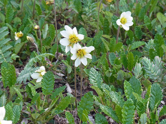 Silberwurz (Dryas octopetala)