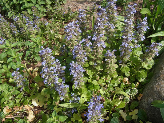 Günsel (Ajuga reptans)