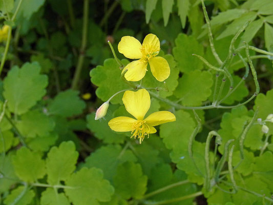 Schöllkraut (Chelidonium majus)