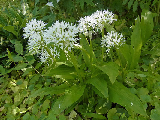 Bärlauch (Allium ursinum)