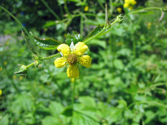 Nelkenwurz (Geum urbanum)