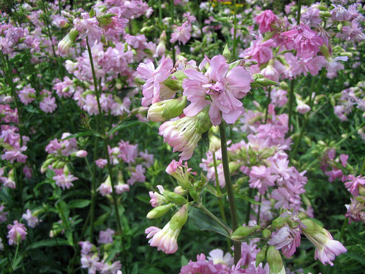 Seifenkraut (Saponaria officinalis)