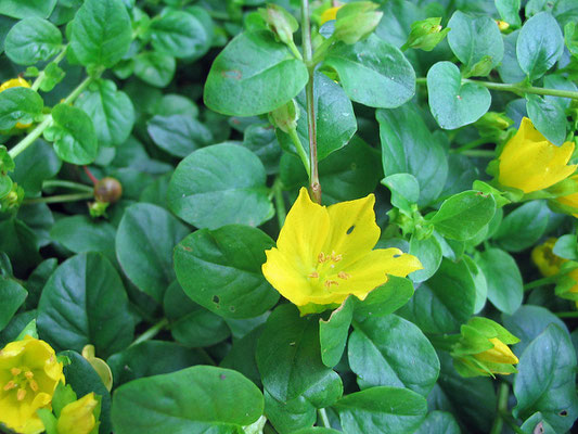 Pfennigkraut (Lysimachia nummularia)