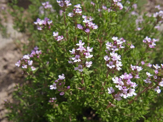 Thymian (Thymus vulgaris)