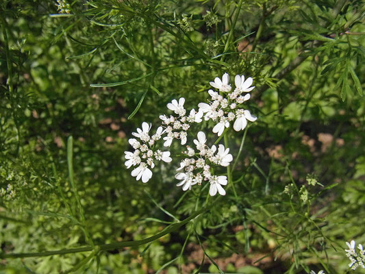 Koriander (Coriandrum sativum)