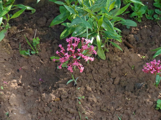Rote Spornblume (Centranthus ruber)