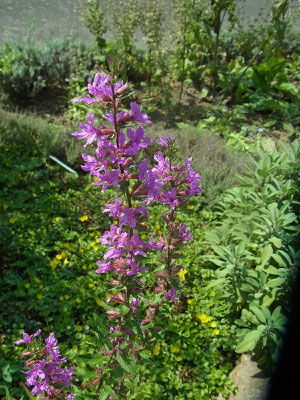 Blutweiderich (Laythrum salicaria)